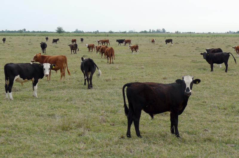 Paradoja ganadera- las lluvias podriacutean estimular una mayor oferta de hacienda