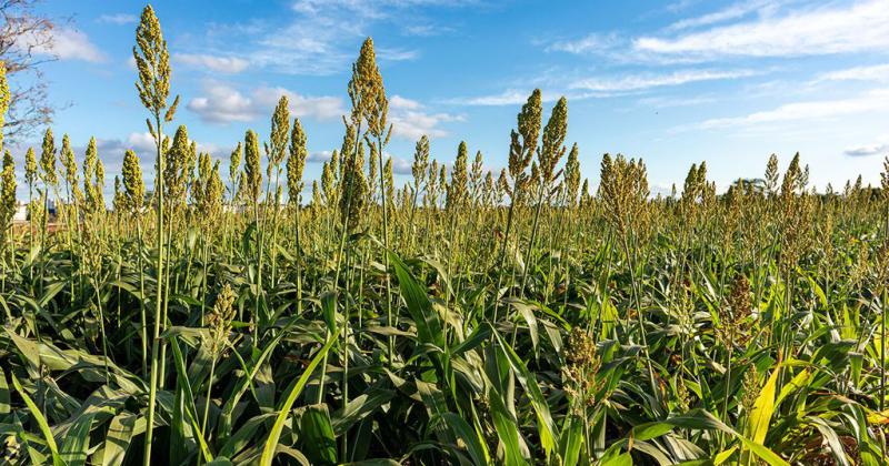 Sorgo escobero- gracias al campo las brujas tienen en queacute volar