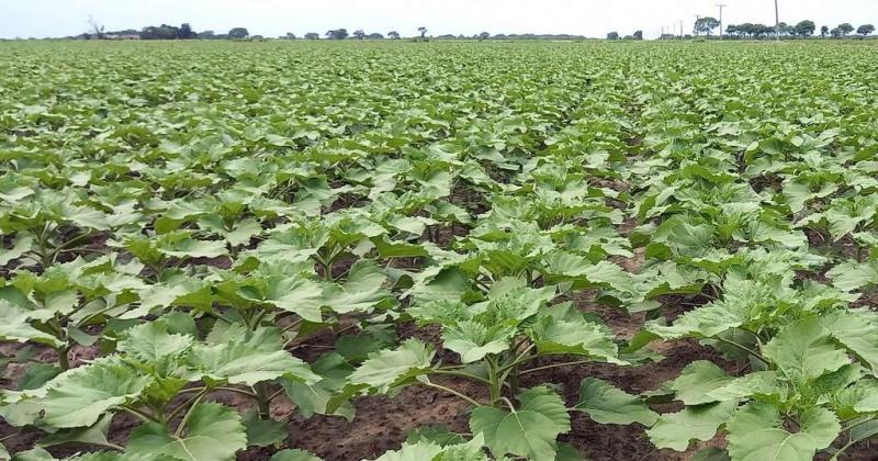 Lote con girasol muy buen estado en etapa de desarrollo vegetativo en el centro norte del departamento General Obligado