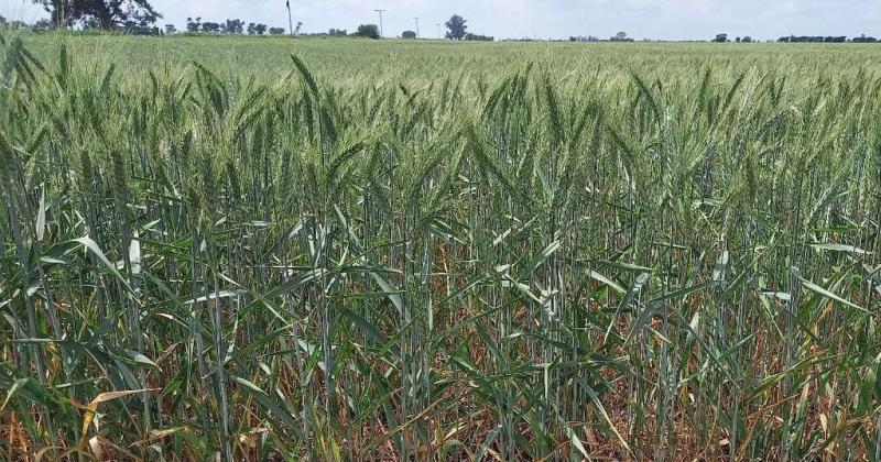 Lote con trigo bueno a muy buen estado en etapa de grano pastoso en el suroeste del departamento Castellanos