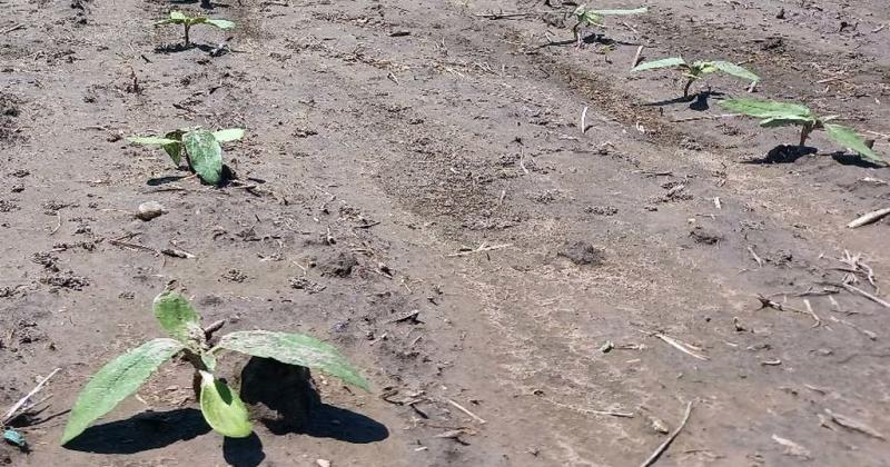 Lote con girasol en etapa de emergencia y desarrollo vegetativo en el centro oeste del departamento Nueve de Julio