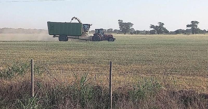 Lote con trigo en regular a mal estado en proceso de picado en el centro oeste del departamento Las Colonias